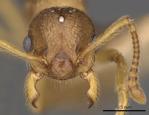 Myrmica karavajevi specimen CASENT0900286 image casent0900286_3