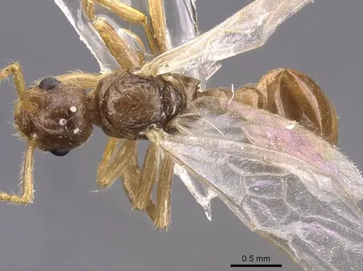 Myrmica karavajevi specimen CASENT0907568 image casent0907568_1