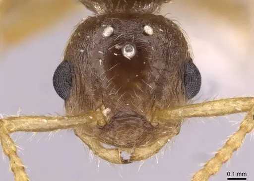Myrmica karavajevi specimen CASENT0907568 image casent0907568_2