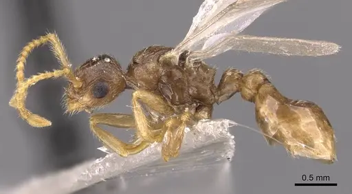 Myrmica karavajevi specimen CASENT0907568 image casent0907568_3