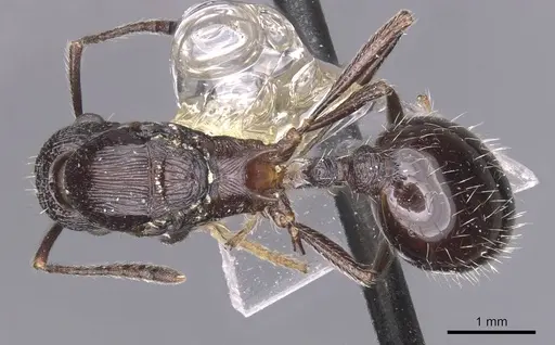 Myrmica karavajevi specimen CASENT0913087 image casent0913087_1