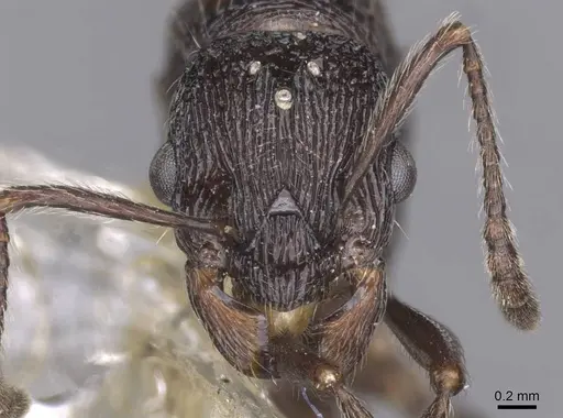 Myrmica karavajevi specimen CASENT0913087 image casent0913087_2