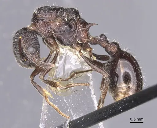 Myrmica karavajevi specimen CASENT0913087 image casent0913087_3