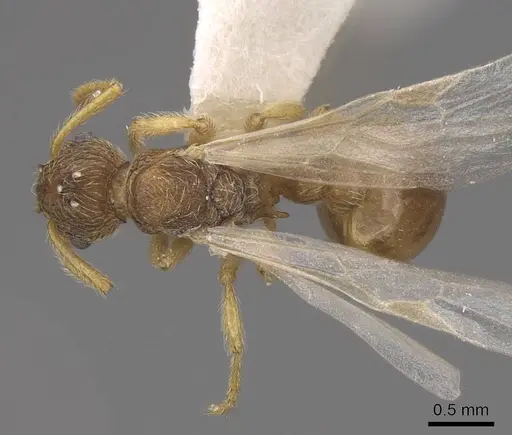 Myrmica karavajevi specimen CASENT0922790 image casent0922790_1