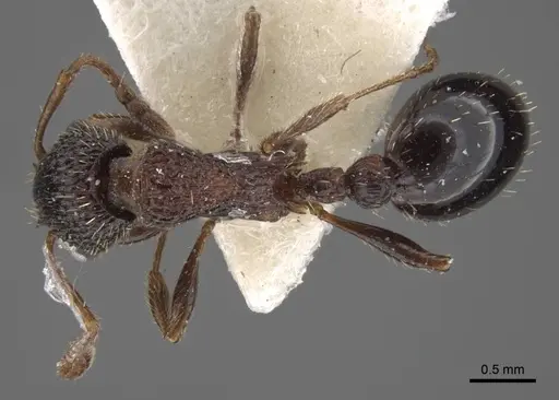 Myrmica kasczenkoi specimen CASENT0917667 image casent0917667_1