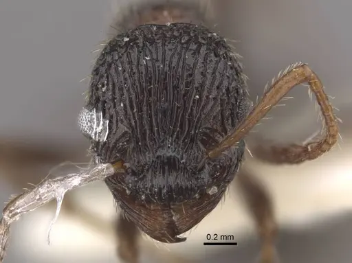 Myrmica kasczenkoi specimen CASENT0917667 image casent0917667_3