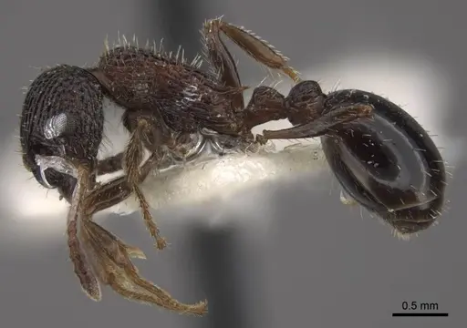 Myrmica kasczenkoi specimen CASENT0917667 image casent0917667_4