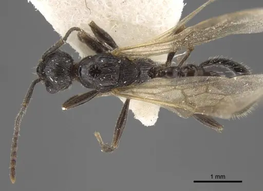 Myrmica kasczenkoi specimen CASENT0917668 image casent0917668_1