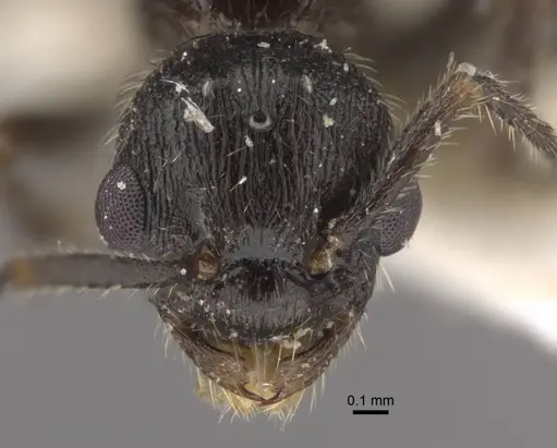 Myrmica kasczenkoi specimen CASENT0917668 image casent0917668_2