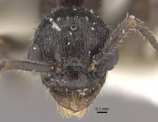Myrmica kasczenkoi specimen CASENT0917668 image casent0917668_3