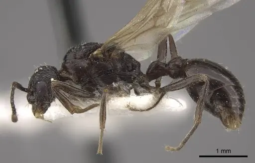 Myrmica kasczenkoi specimen CASENT0917668 image casent0917668_4