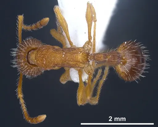 Myrmica koreana specimen ANTWEB1041281 image antweb1041281_1
