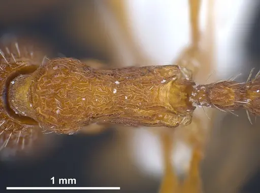 Myrmica koreana specimen ANTWEB1041281 image antweb1041281_2