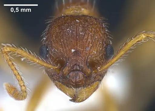 Myrmica koreana specimen ANTWEB1041281 image antweb1041281_3