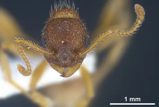 Myrmica koreana specimen ANTWEB1041281 image antweb1041281_4