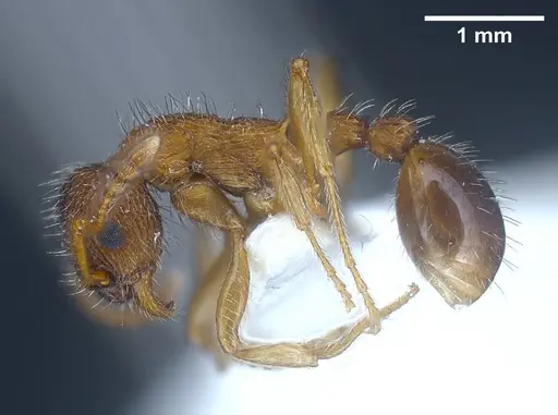 Myrmica koreana specimen ANTWEB1041281 image antweb1041281_5