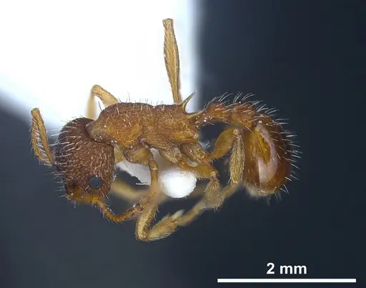 Myrmica koreana specimen ANTWEB1041281 image antweb1041281_6