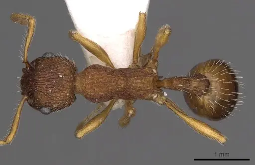 Myrmica koreana specimen CASENT0900293 image casent0900293_1