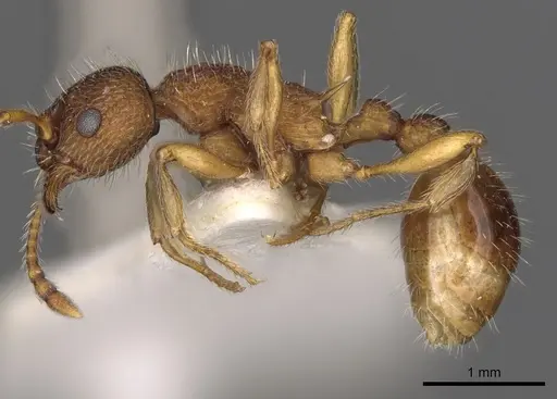 Myrmica koreana specimen CASENT0900293 image casent0900293_3