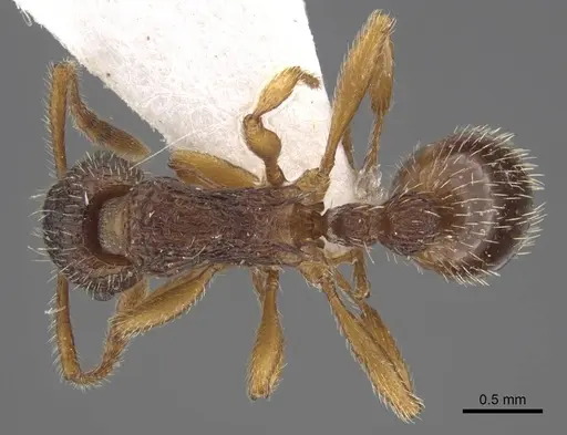 Myrmica koreana specimen CASENT0917508 image casent0917508_1