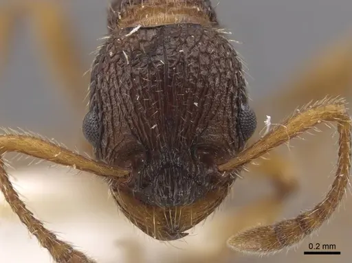 Myrmica koreana specimen CASENT0917508 image casent0917508_2