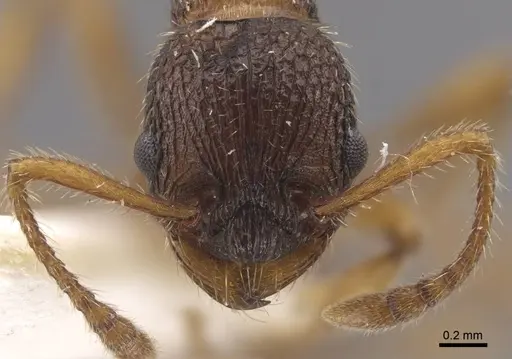 Myrmica koreana specimen CASENT0917508 image casent0917508_3