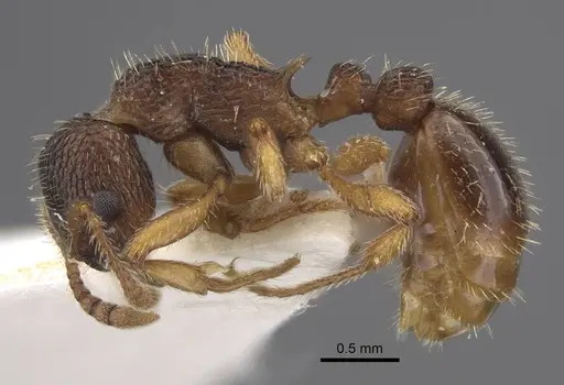 Myrmica koreana specimen CASENT0917508 image casent0917508_4