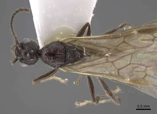 Myrmica koreana specimen CASENT0917509 image casent0917509_1