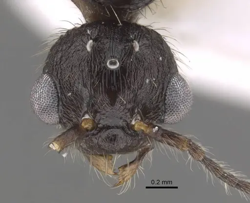 Myrmica koreana specimen CASENT0917509 image casent0917509_2