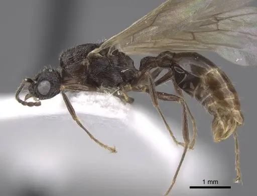 Myrmica koreana specimen CASENT0917509 image casent0917509_4