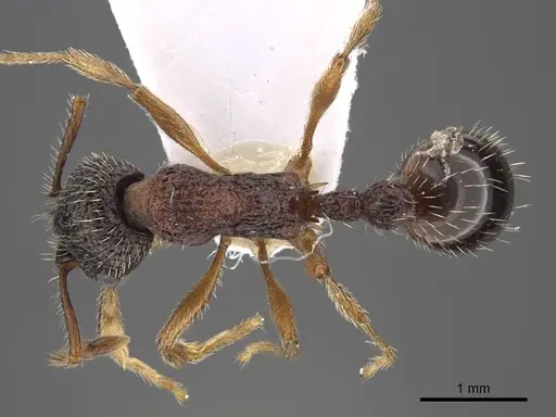 Myrmica koreana specimen CASENT0917510 image casent0917510_1