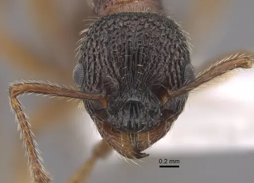 Myrmica koreana specimen CASENT0917510 image casent0917510_2