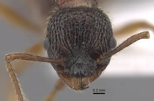 Myrmica koreana specimen CASENT0917510 image casent0917510_3