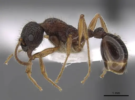 Myrmica koreana specimen CASENT0917510 image casent0917510_4