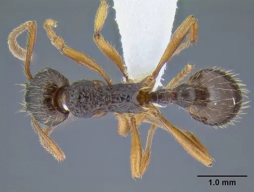 Myrmica kotokui specimen CASENT0106286 image casent0106286_1