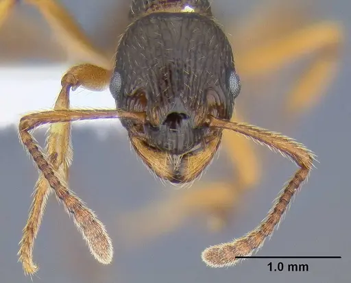 Myrmica kotokui specimen CASENT0106286 image casent0106286_2