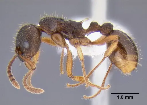 Myrmica kotokui specimen CASENT0106286 image casent0106286_3