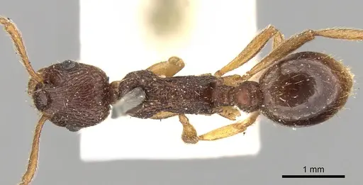 Myrmica kotokui specimen CASENT0280827 image casent0280827_1