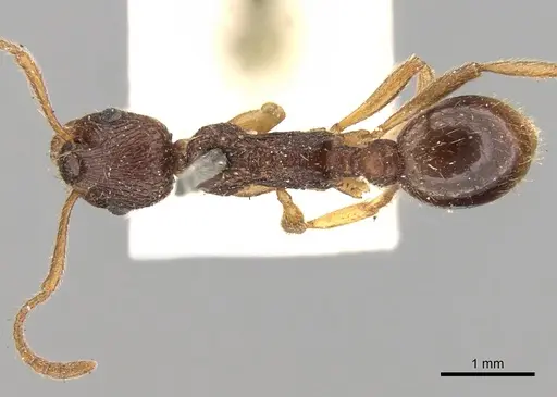 Myrmica kotokui specimen CASENT0280827 image casent0280827_2