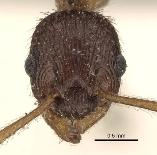Myrmica kotokui specimen CASENT0280827 image casent0280827_3