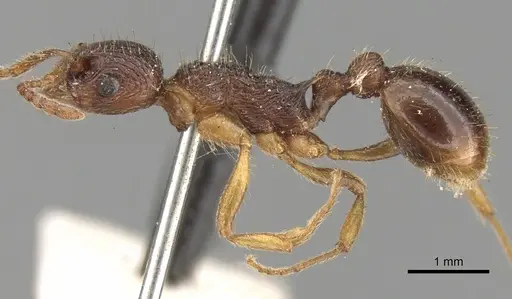 Myrmica kotokui specimen CASENT0280827 image casent0280827_4