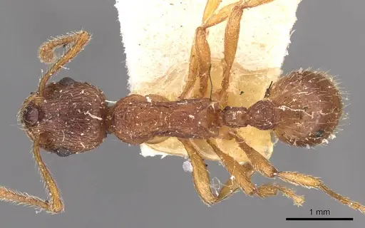 Myrmica kotokui specimen CASENT0907648 image casent0907648_1