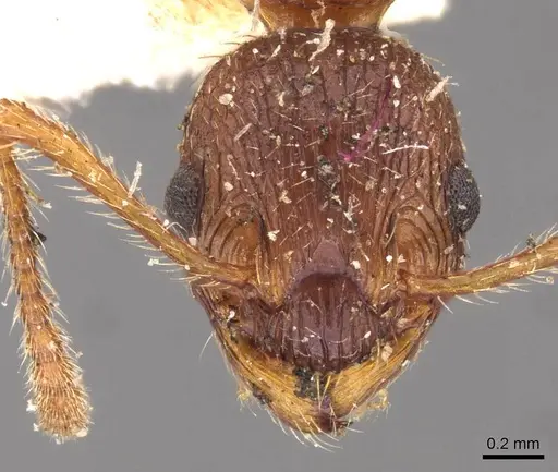 Myrmica kotokui specimen CASENT0907648 image casent0907648_2