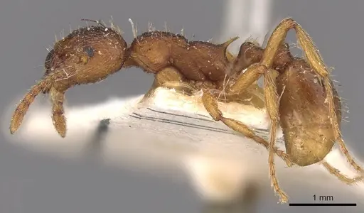 Myrmica kotokui specimen CASENT0907648 image casent0907648_3