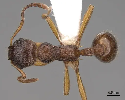 Myrmica kotokui specimen CASENT0922780 image casent0922780_1