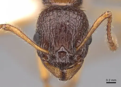 Myrmica kotokui specimen CASENT0922780 image casent0922780_2
