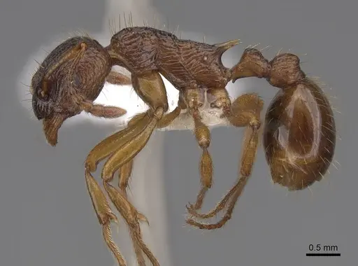 Myrmica kotokui specimen CASENT0922780 image casent0922780_3