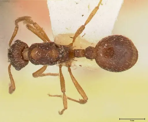 Myrmica kotokui specimen FOCOL0594 image focol0594_1