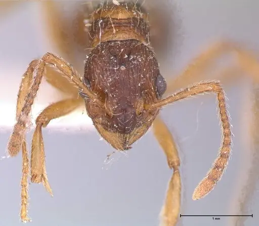 Myrmica kotokui specimen FOCOL0594 image focol0594_2