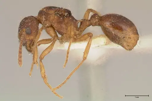 Myrmica kotokui specimen FOCOL0594 image focol0594_3